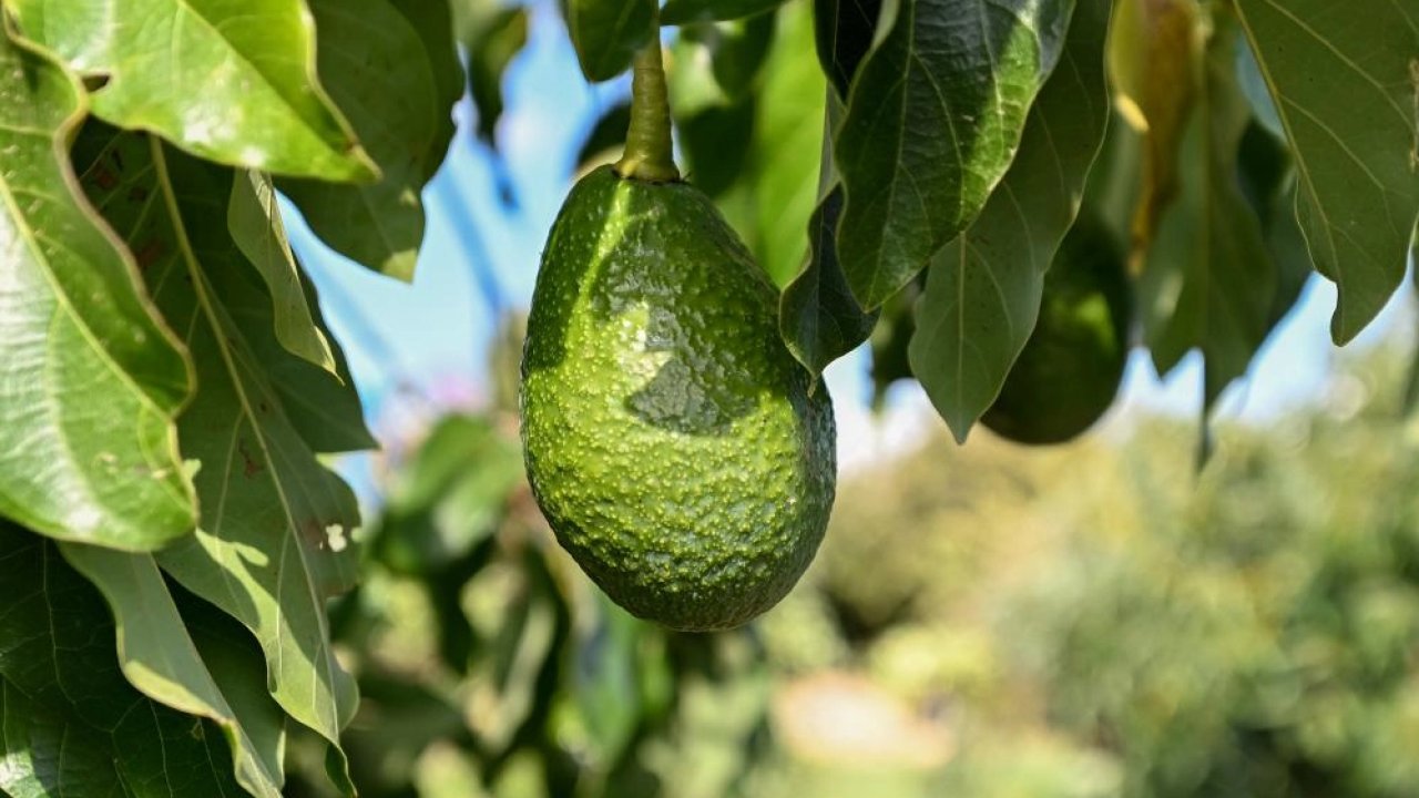 Mersin’de 22 binden fazla avokado fidanı üreticiyle buluştu