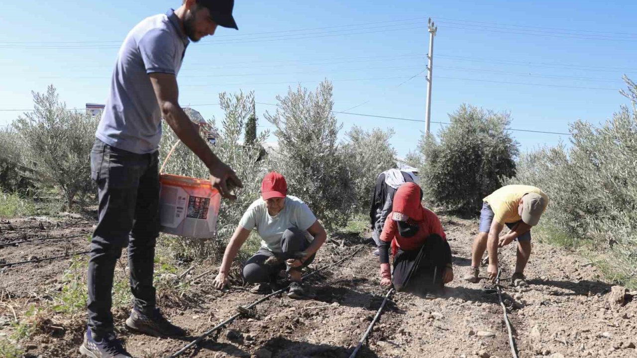 Mersin’de üreticiye ilk kez enginar yumrusu desteği verildi