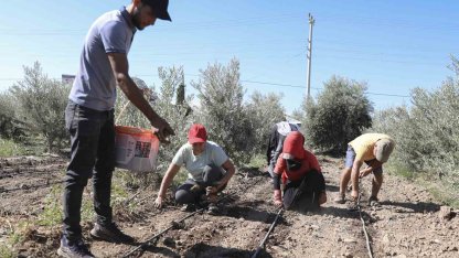 Mersin’de üreticiye ilk kez enginar yumrusu desteği verildi