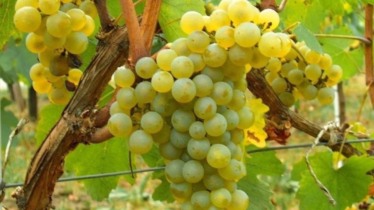 Misket Üzümü yeniden hayat buluyor... Kahvenin yanına Bornova misketi