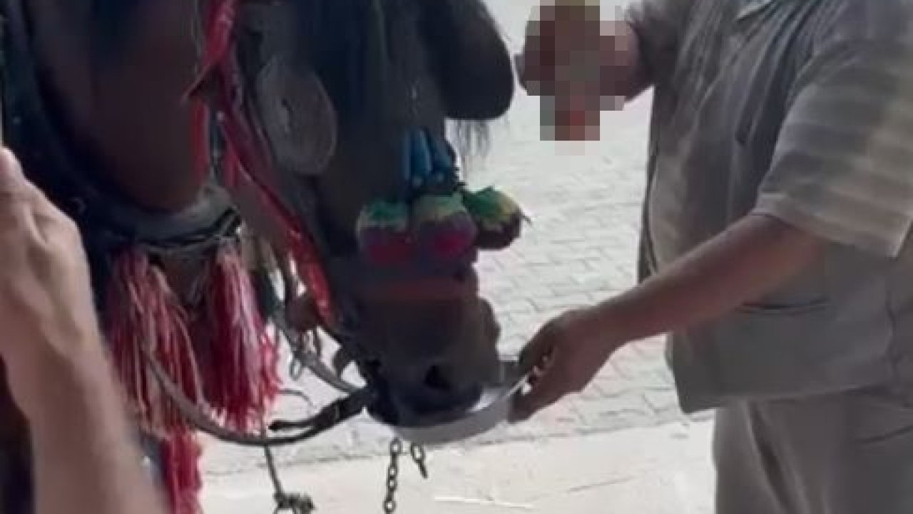 Muğla’da "Bu kadarı olmaz" dedirten görüntüler: Fayton çeken ata alkol içirdiler