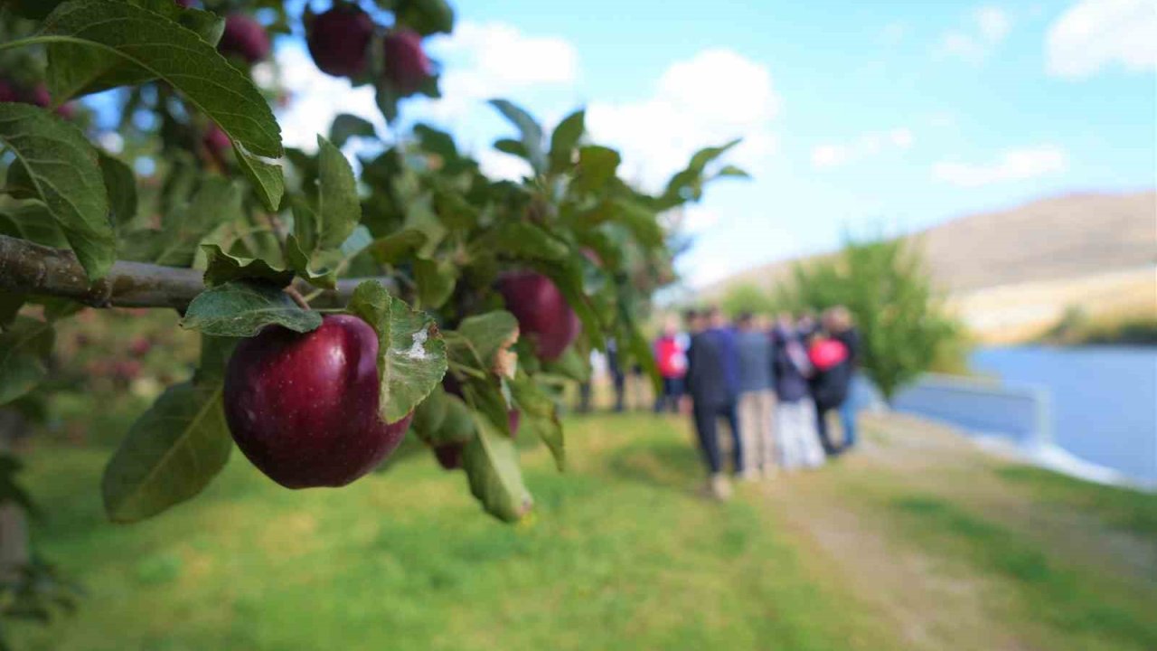 Muş’ta elma hasadından 100 milyon liralık gelir bekleniyor