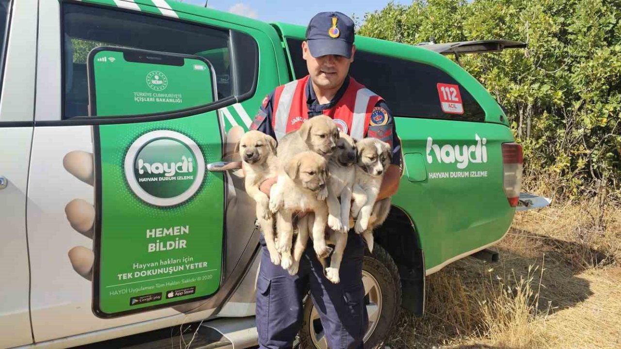 Muş’ta ormana terk edilen yavru köpekler kurtarıldı