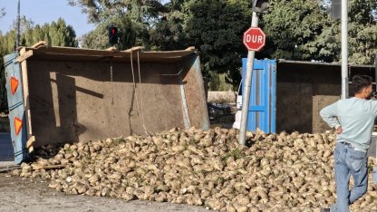 Muş’ta şeker pancarı yüklü traktör devrildi