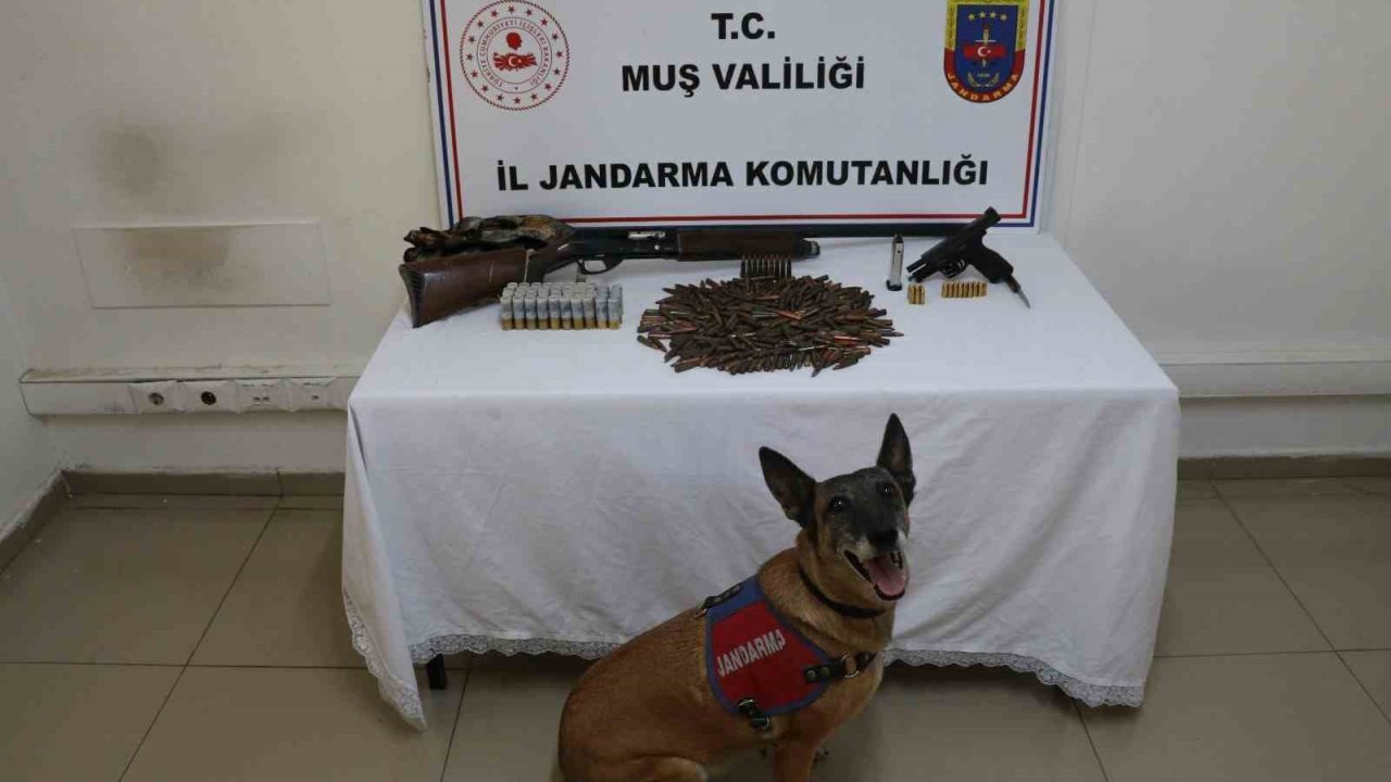 Muş’ta tezek yığınının altından silah ve mühimmat çıktı