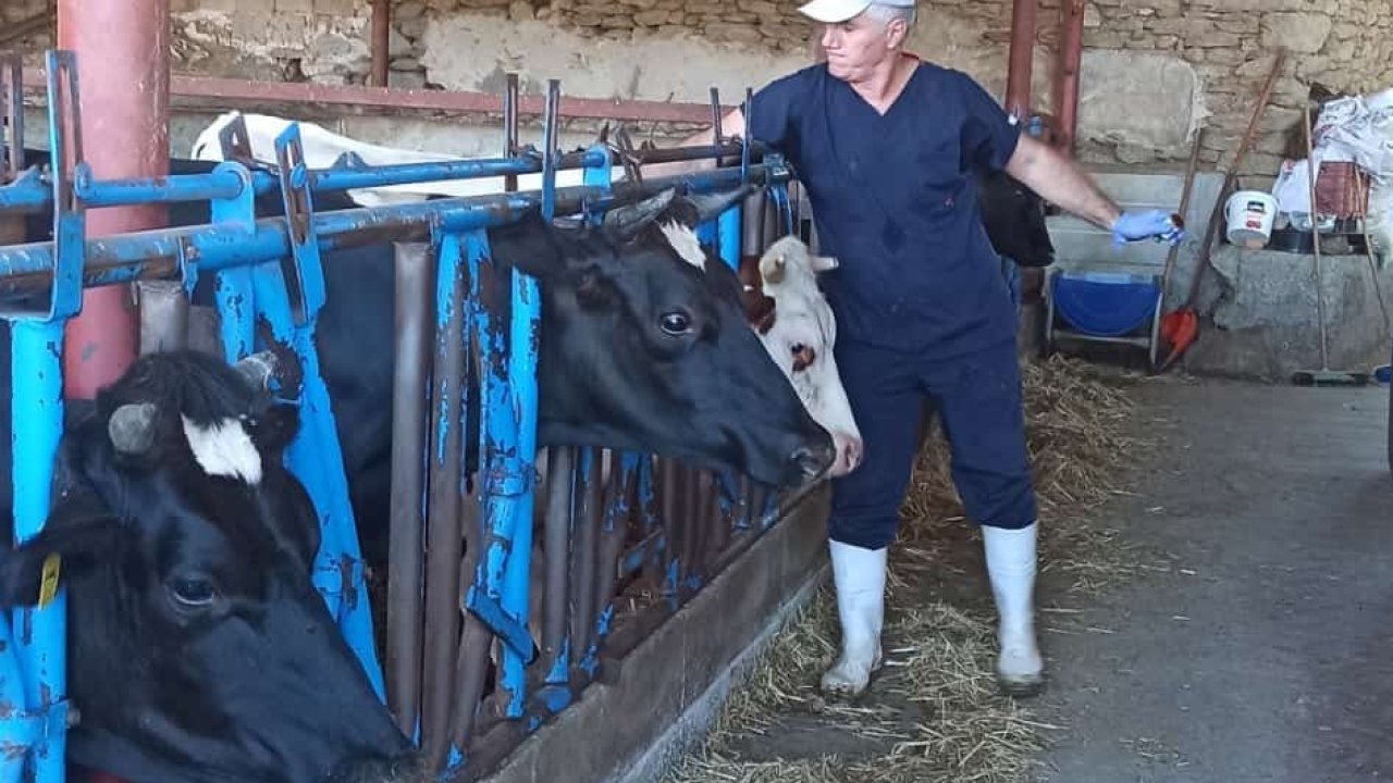 Nazilli’de şap aşılama çalışmaları tamamlandı