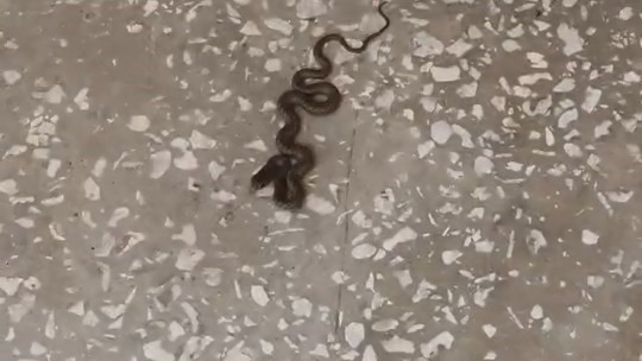 Okul koridorunda yılan paniği