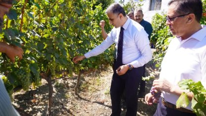 Osmancık karası üzümü tescillendi