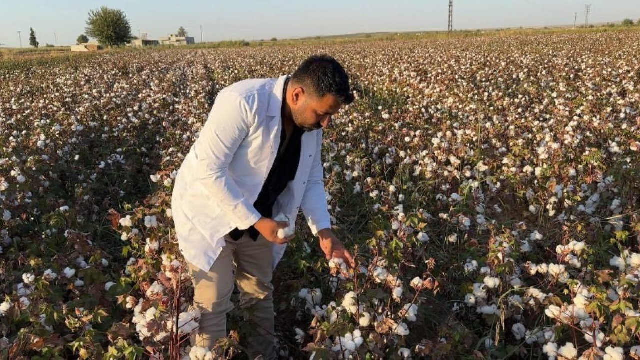 Şanlıurfa’da beyaz altın hasadı başladı