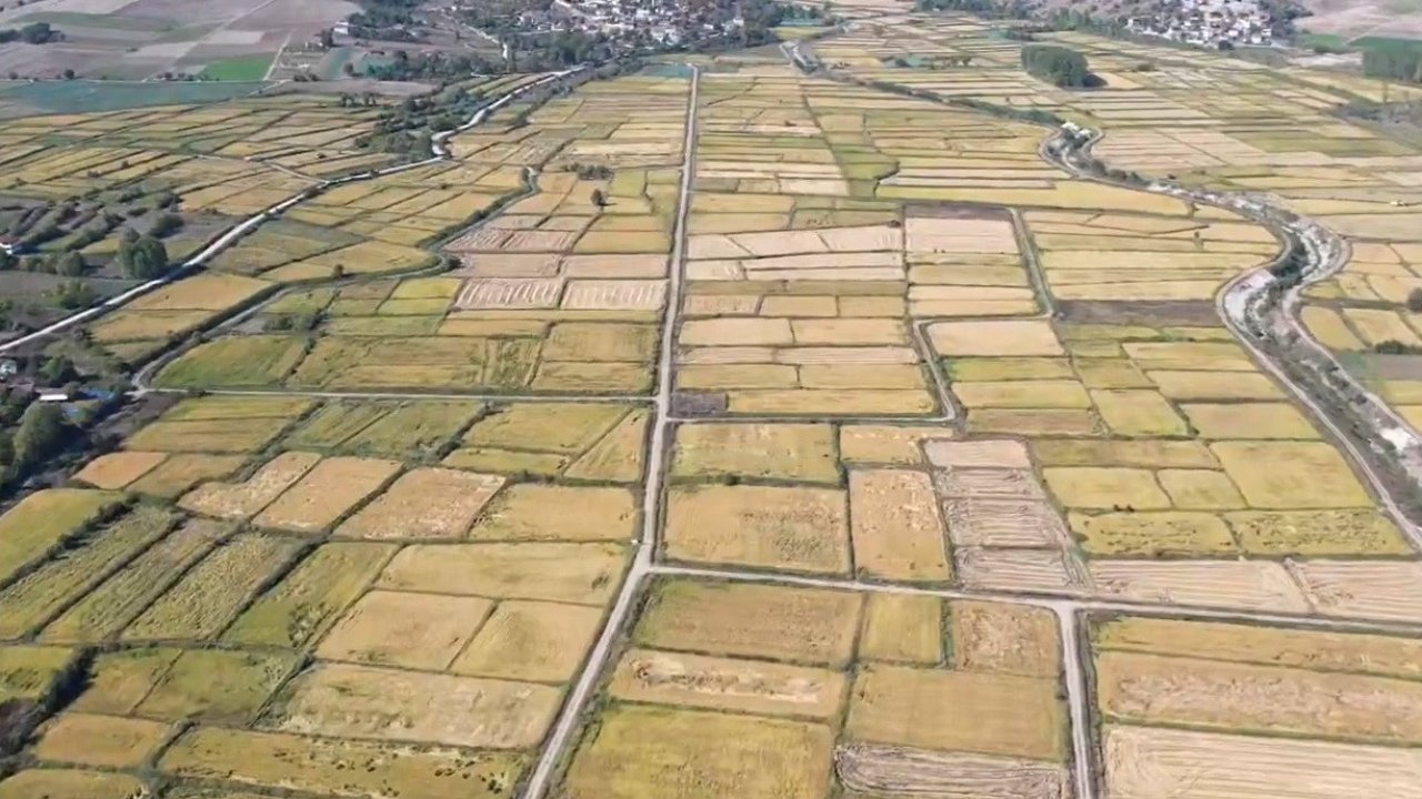 Saraydüzü’nde çeltik hasadı başladı