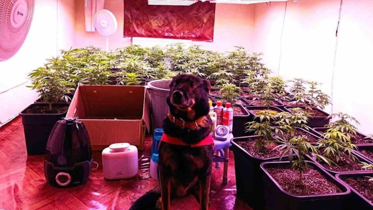 Seraya çevirdiği kiralık dairede kenevir yetiştiren şahıs yakalandı