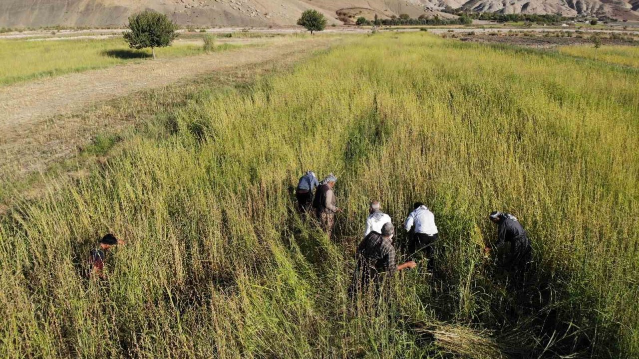 Şırnak’ta 5 bin dekar alandan 300 ton susam rekoltesi bekleniyor