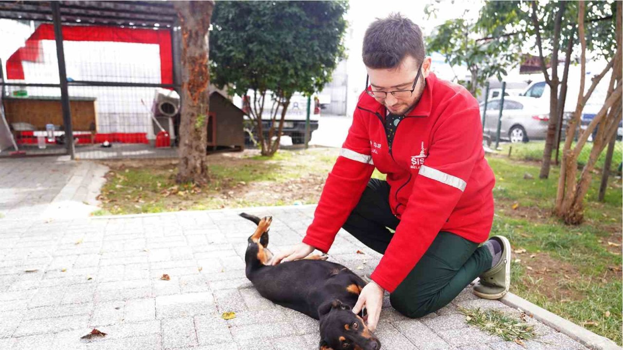 Şişli Belediyesi’nden sokak hayvanlarına şefkat eli