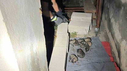 Sulama kanalına düşen anne köpek ve yavrularını itfaiye ekipleri kurtardı