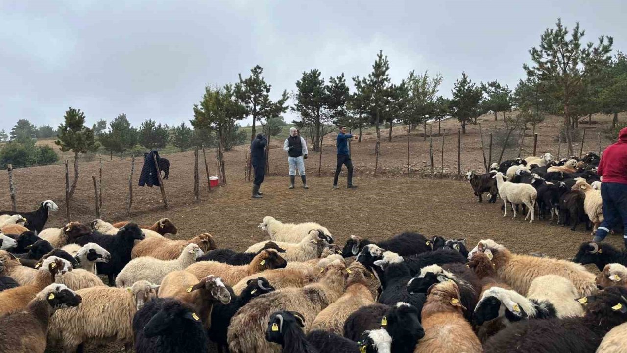 Tokat’ta çobanlara hayvan sağlığı eğitimi