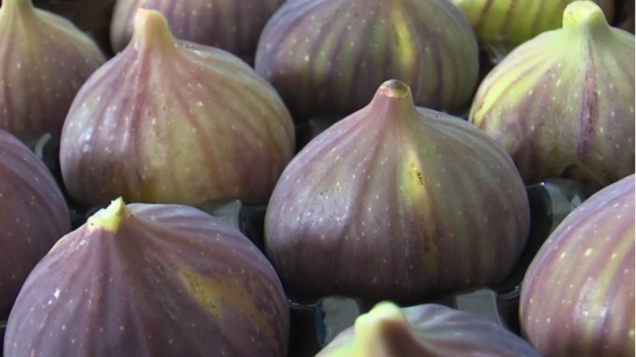 “UYMSİB: Bursa siyah inciri ihracatında zor yıl”