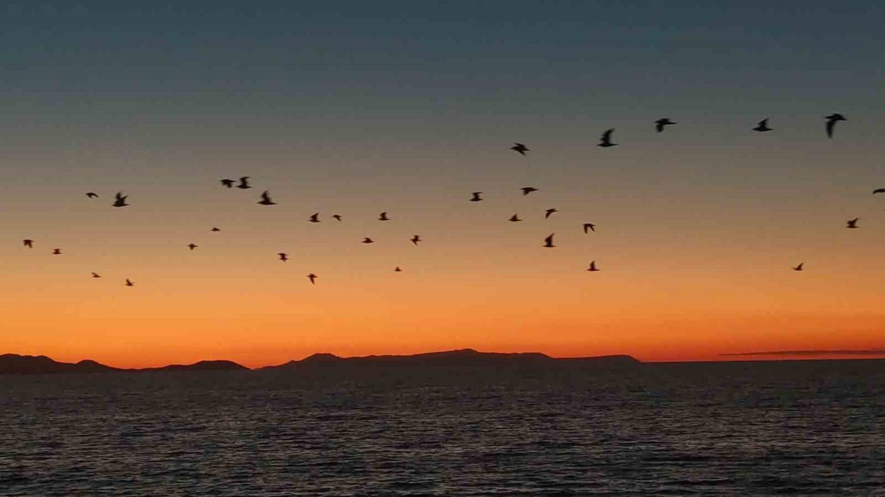 Van Gölü sahillerinde kuşların akşam göçü