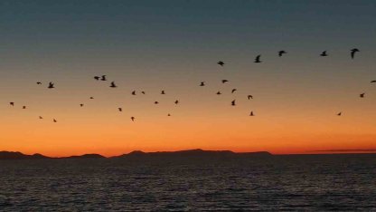Van Gölü sahillerinde kuşların akşam göçü