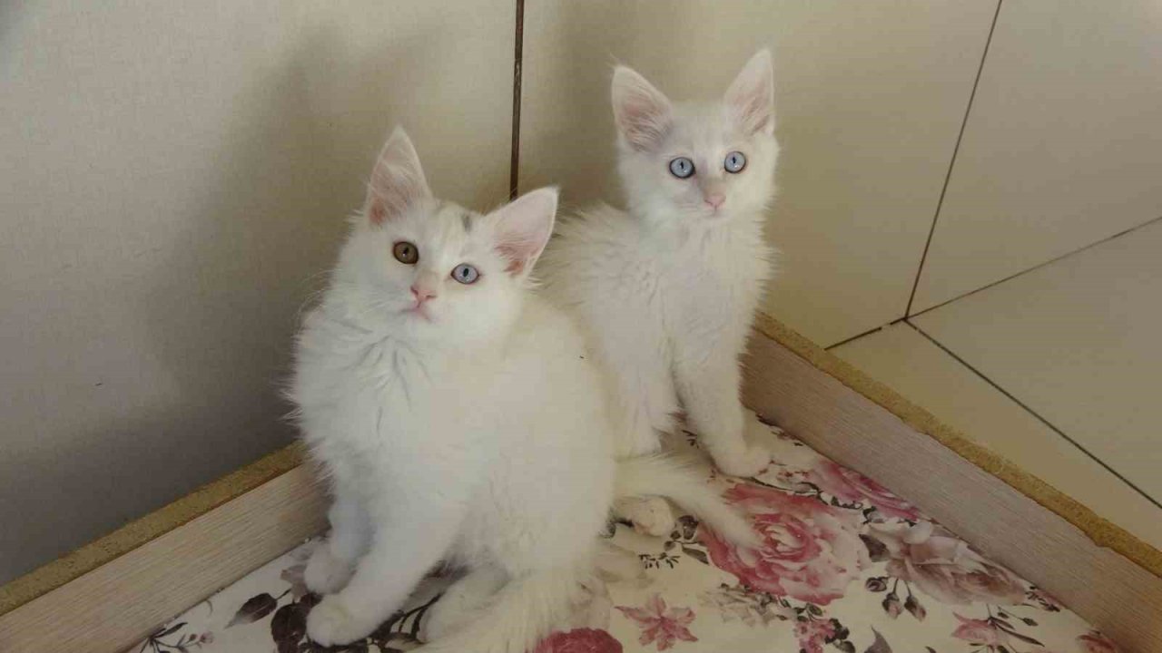 Van kedileri için ‘kırmızı alarm’ kaldırıldı