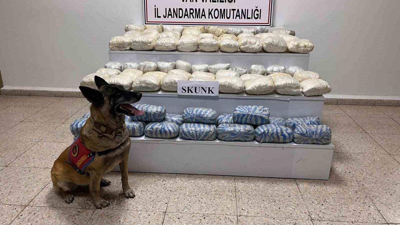 Van’da 47 kilo skunk ele geçirildi