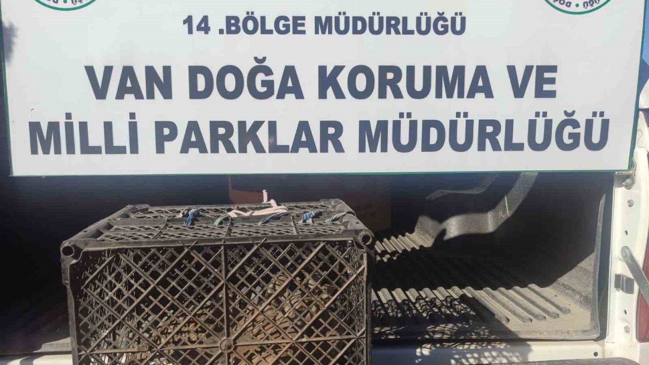 Van’da kafes avcılığı yapan şahsa 53 bin lira cezai işlem uygulanacak