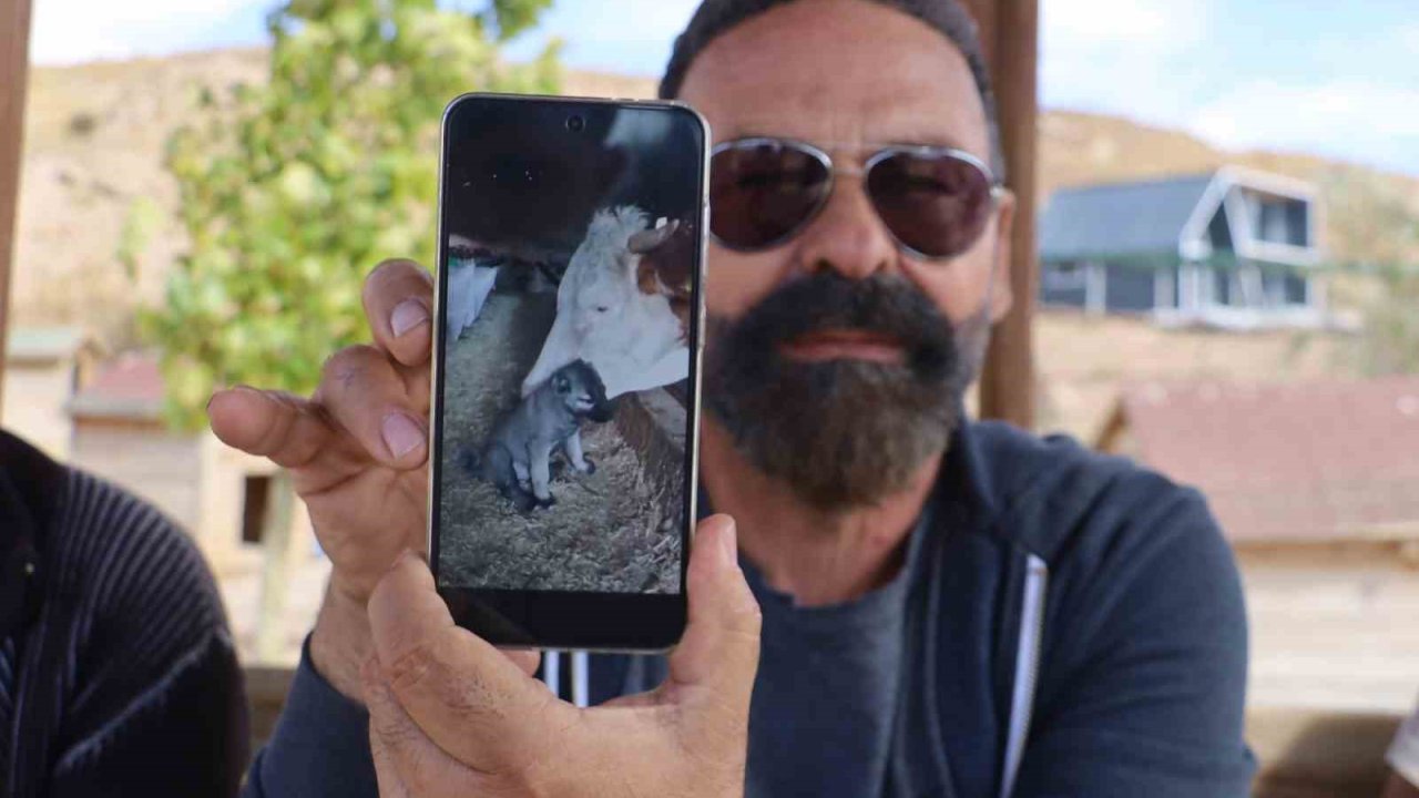 Yalnız kalan yavru kangala inek sahip çıktı
