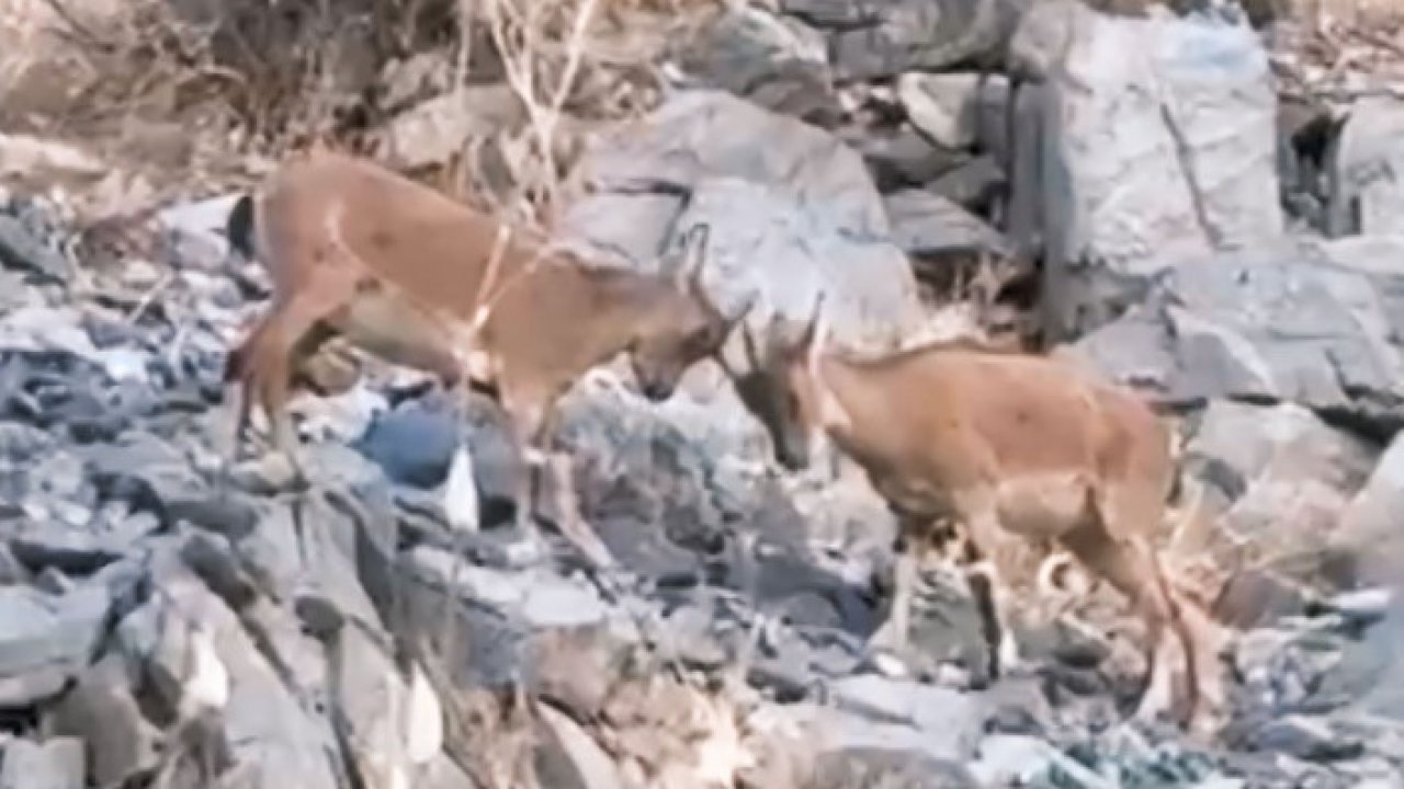 Yavru dağ keçilerinin tatlı çekişmesi kamerada