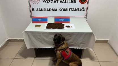 Yozgat’ta şüpheli şahsın aracında bonzai ele geçirildi