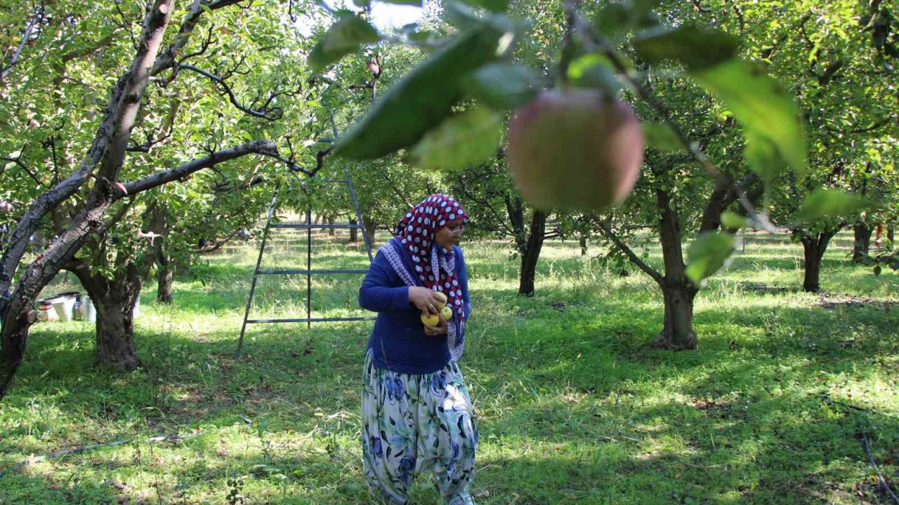 Zirai donun vurduğu Amasya misket elmasında bu yıl hasat yok