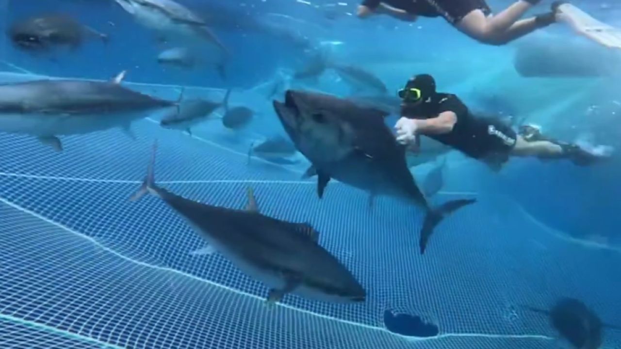 Alanya açıklarında 28 orkinos uydu vericisiyle takibe alındı
