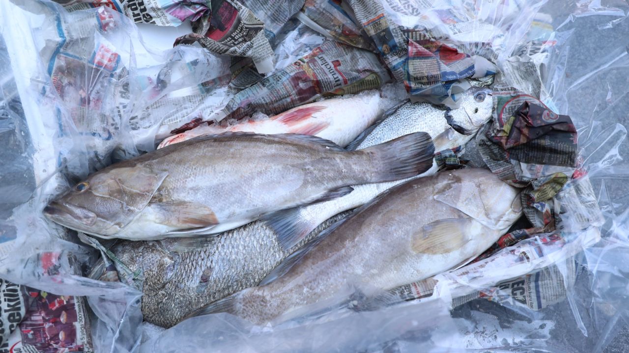 Antalya'da 260 kilo balığa el konuldu