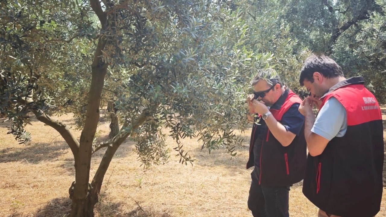 Bursa’da zeytin güvesine karşı mücadelede sıkı takip