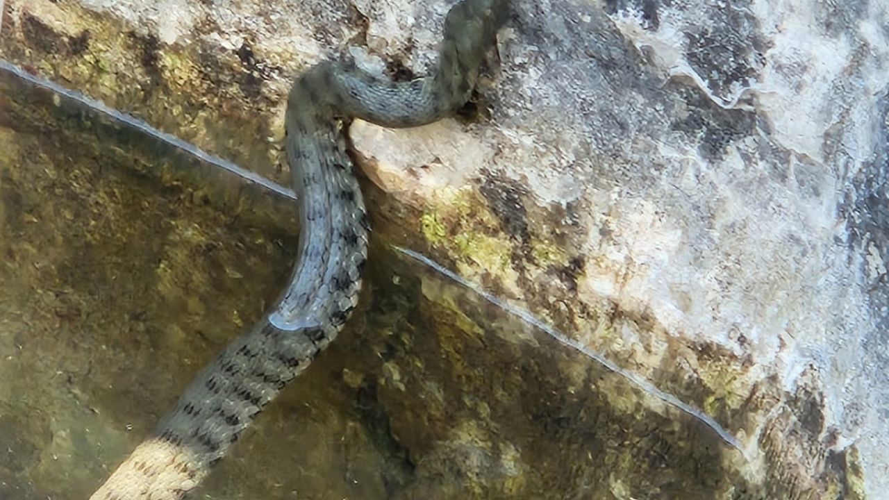 Düzce'de alabalık havuzuna giren yılan paniğe neden oldu