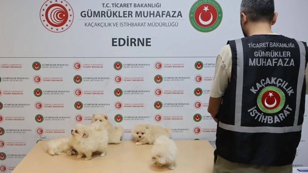 Kapıkule'de kaçakçılık operasyonu... 6 Pomeranian yavrusu ele geçirildi!