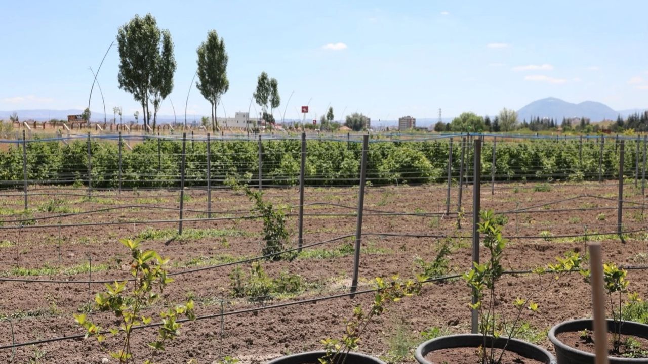 Kayseri Kocasinan'da 60 bin fideli tarımsal üretim