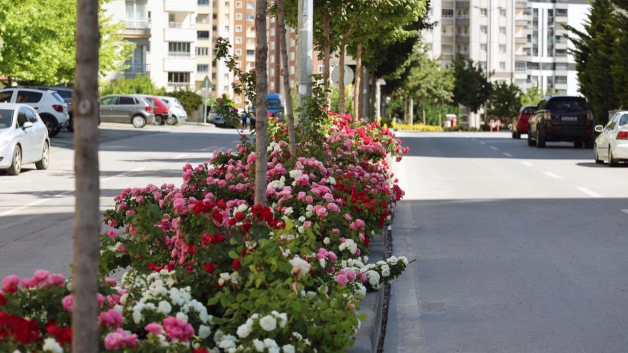 Kayseri Talas'ta çiçek yılında sahne güllerin