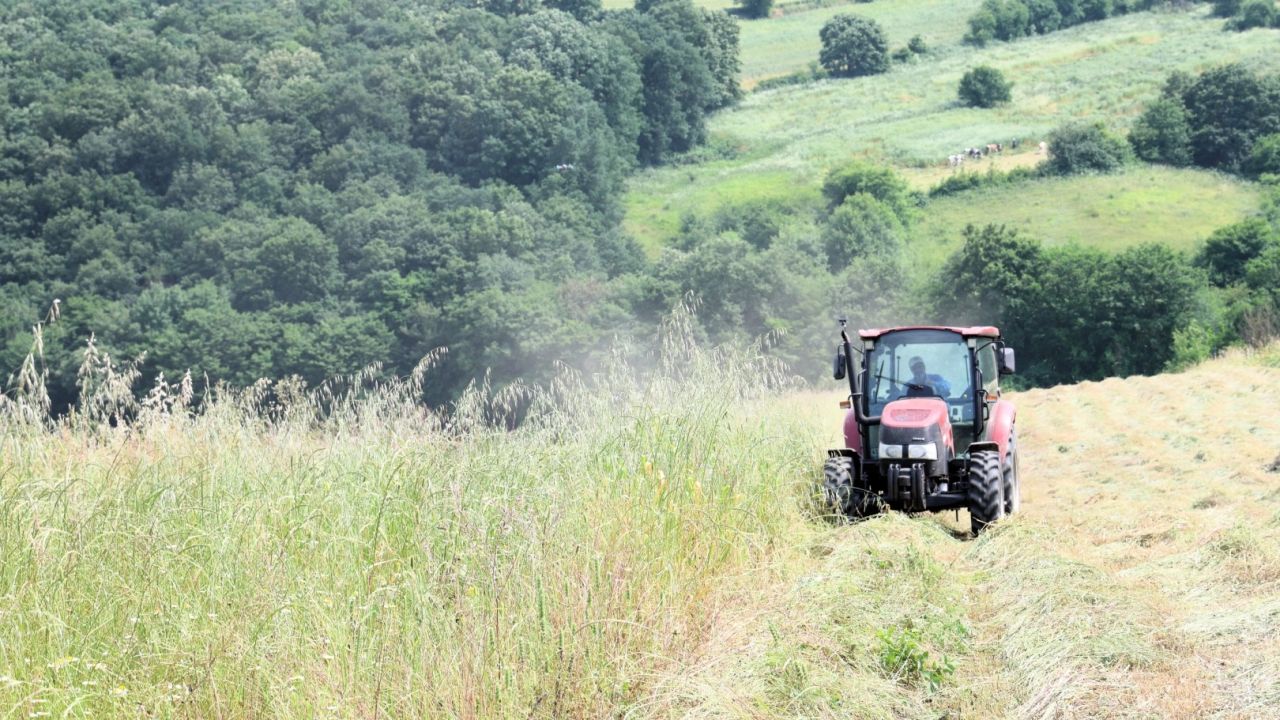 Kocaeli’de “süt otu” hasadı başladı