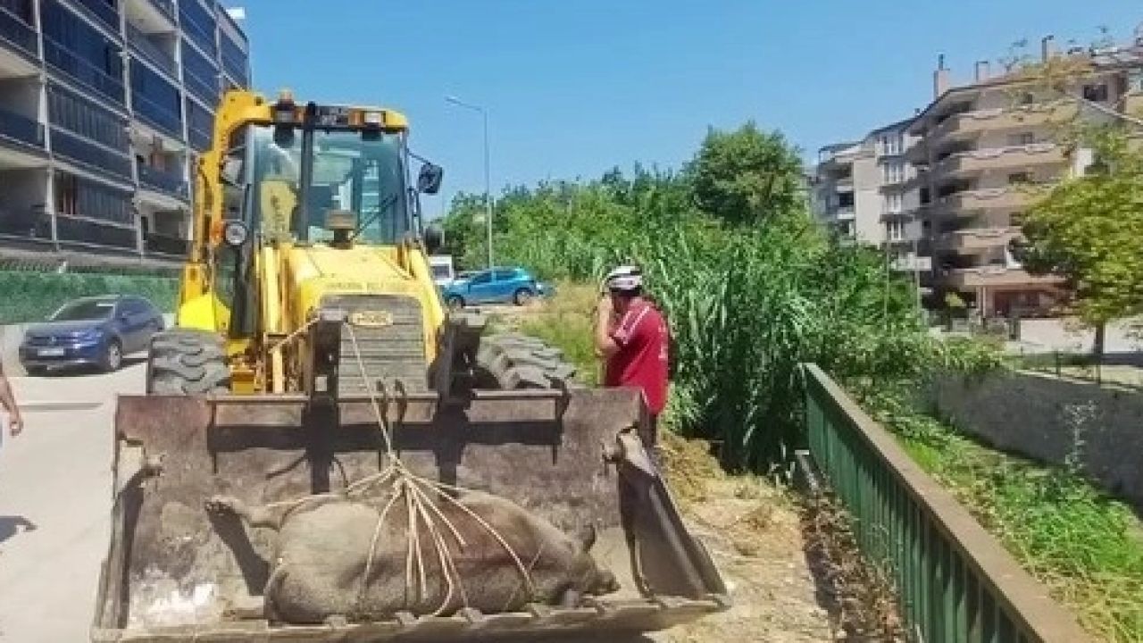 Mudanya Güzelyalı’da derede ölü yabani hayvan bulundu
