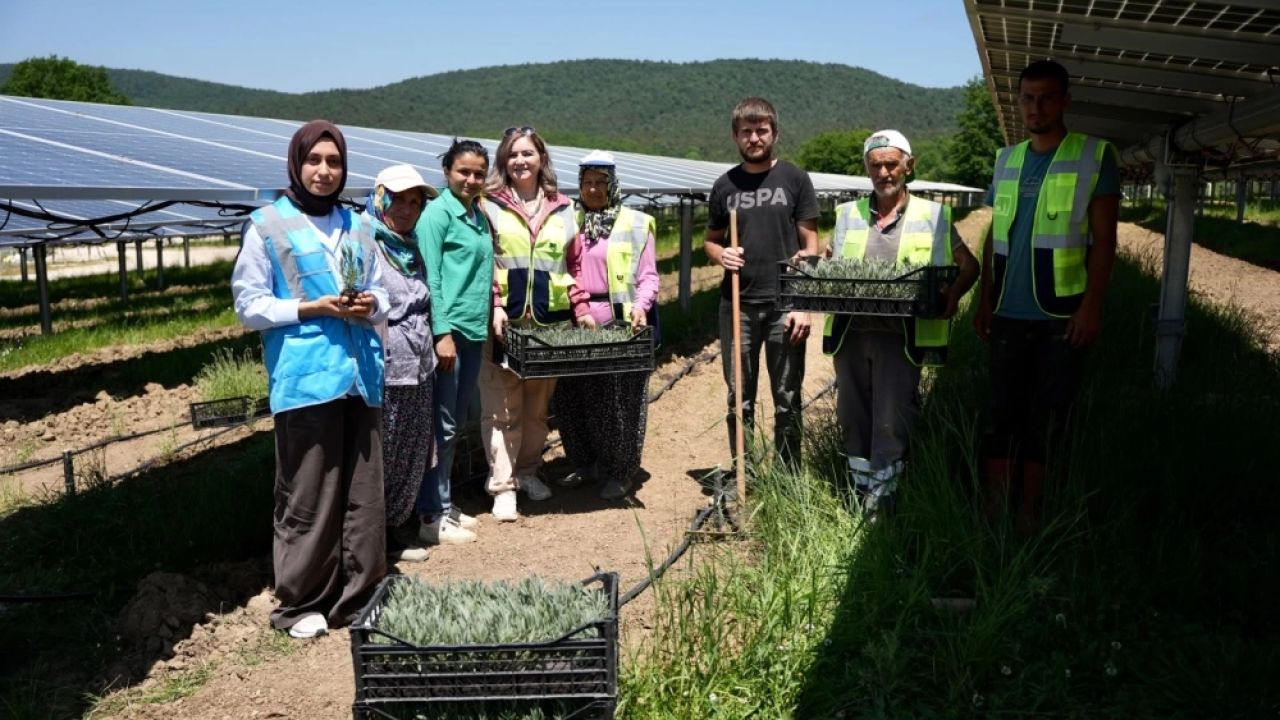 Samsun’da GES sahasında Agrivoltaik Tarım Uygulaması