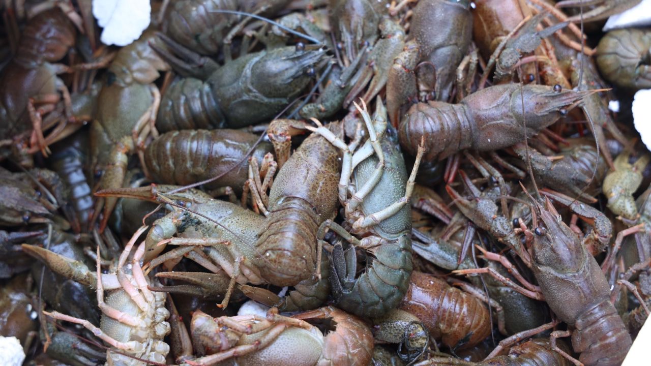 Antalya’da 90 kilo kerevit imha edildi