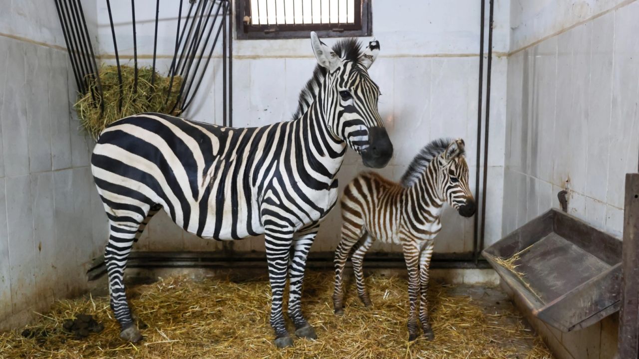 Bursa Hayvanat Bahçesi’nde zebra ailesi büyüyor