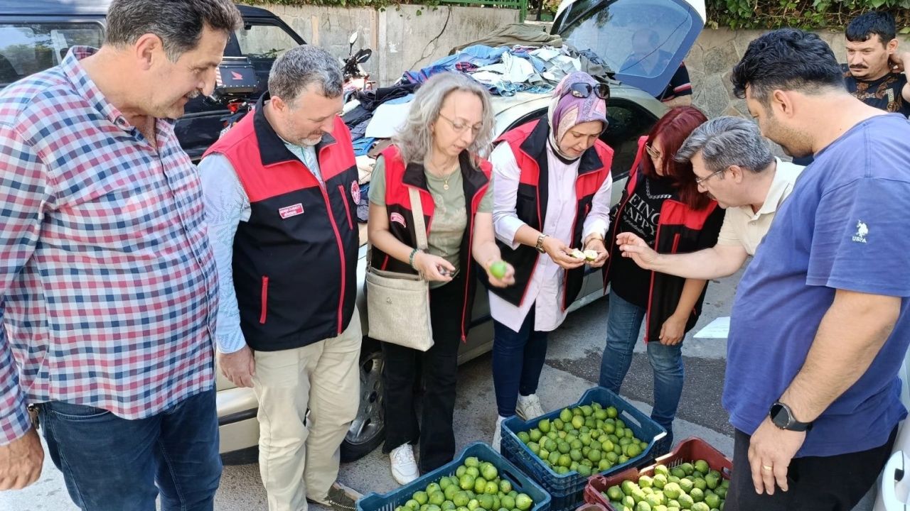 Bursa siyah inciri için ilek kontrolleri tamamlandı