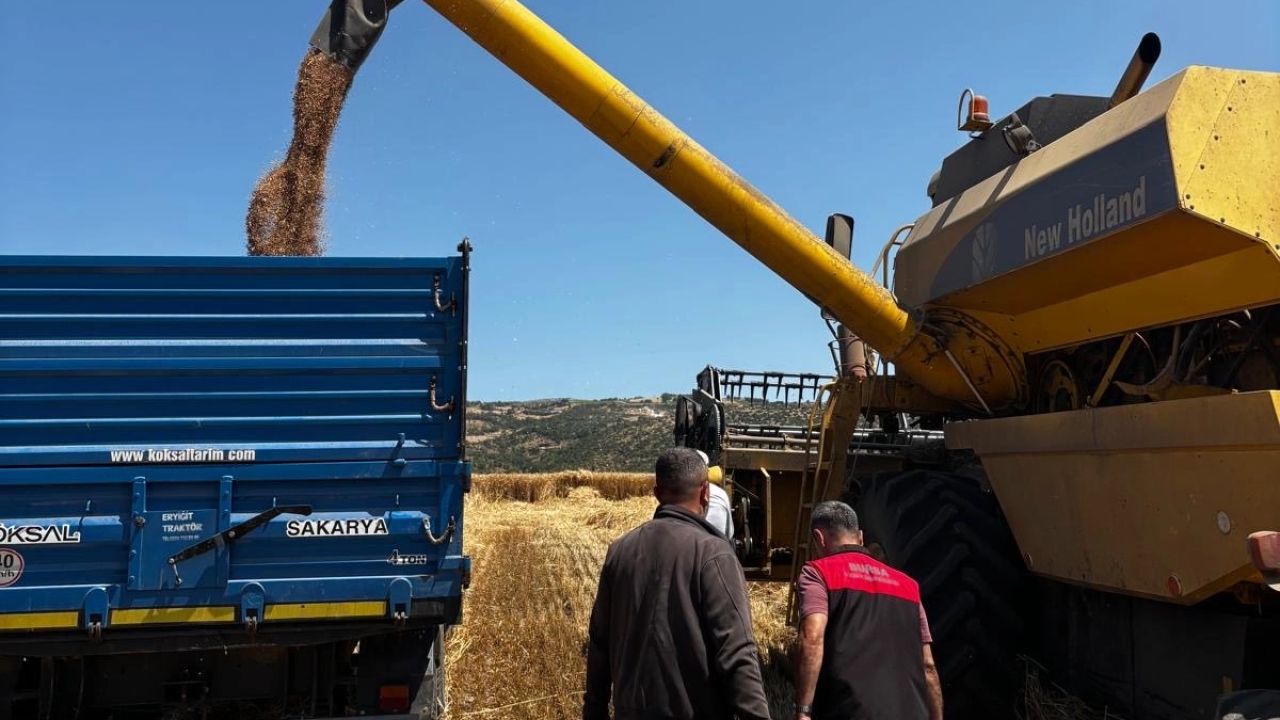 Bursa'da hububat hasadında sıkı denetim... Dane kaybına geçit yok