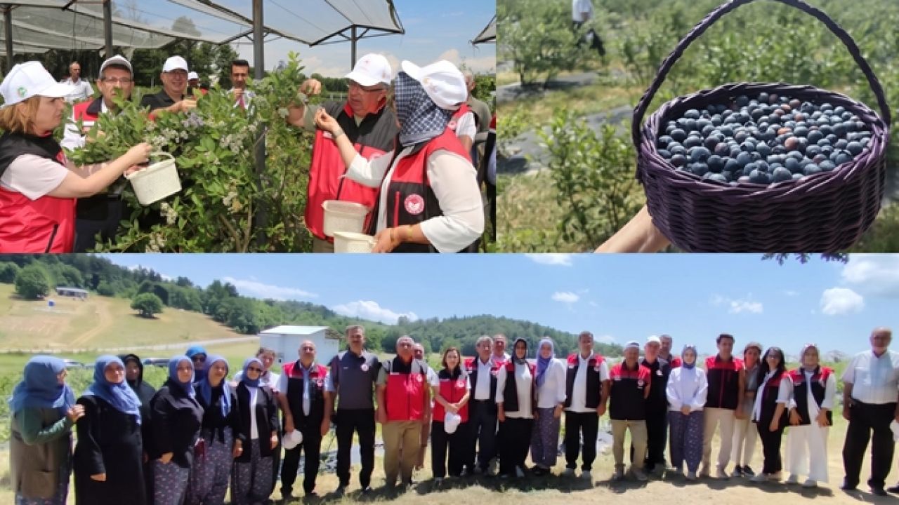 Bursa’da organik maviyemiş üretimi yaygınlaşıyor