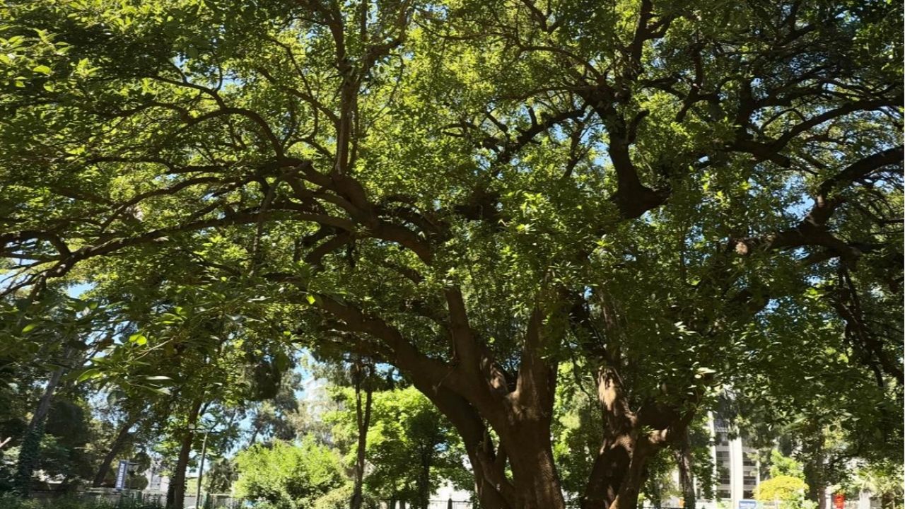 İzmir'de Kültürpark’ın köklerine yolculuk