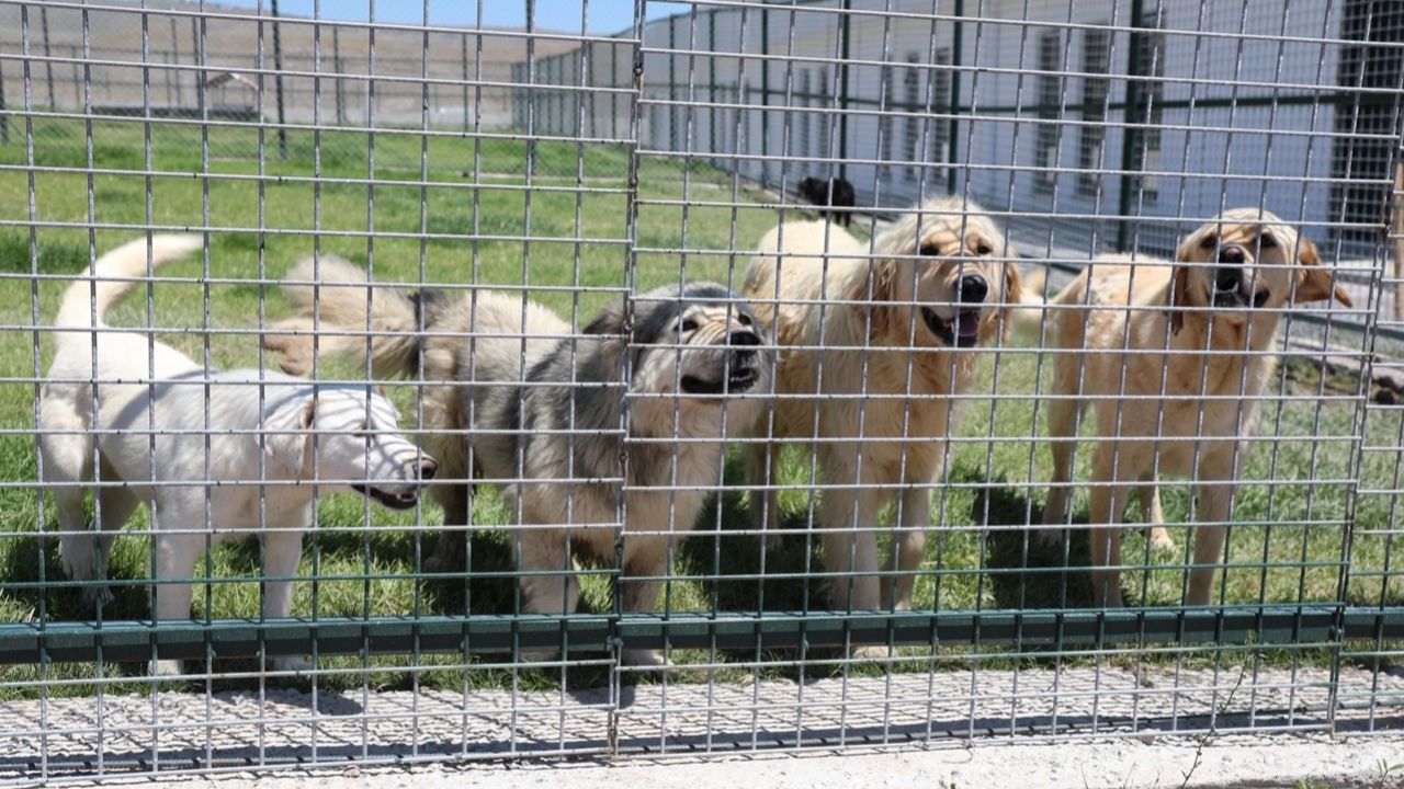 Kayseri Kocasinan'da can dostlara tam donanımlı yaşam merkezi