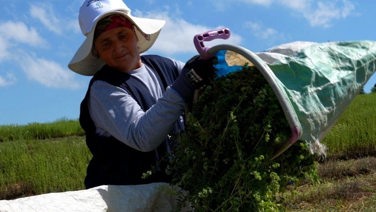 Kocaeli’de TABİP projesiyle kekik hasadı başladı