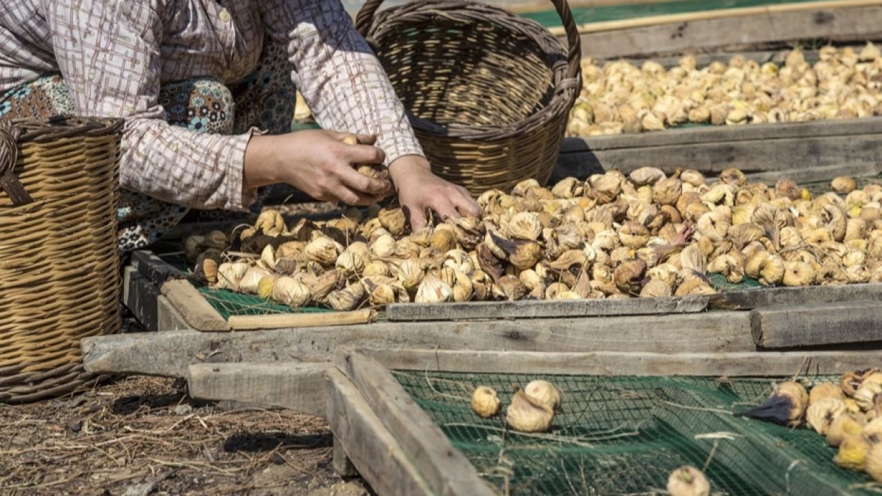 Kuru incirde Aydın'da büyük buluşma
