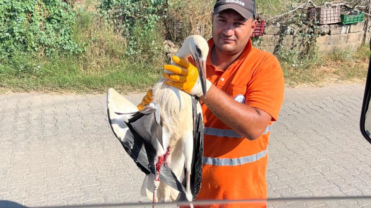 Muğla Milas'ta yaralı leyleğin imdadına yetişti
