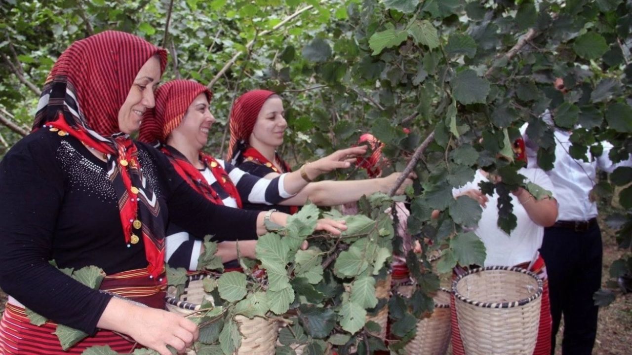 Ordu’da fındık hasadında işçi sorununa çözüm